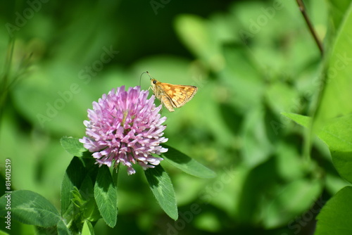 butterfly on flower