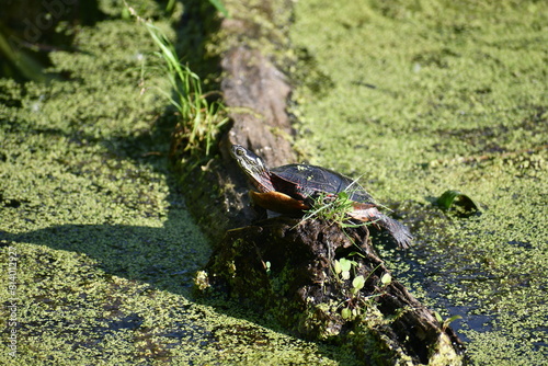 Turtle on a log