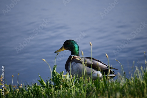 duck on the grass