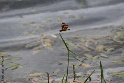 dragonfly on the grass