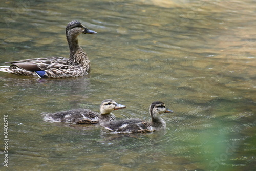 Duck and ducklings