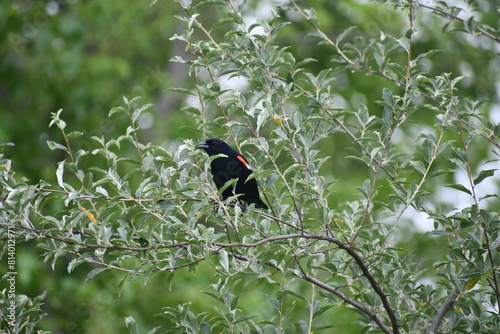 Red winged black bird