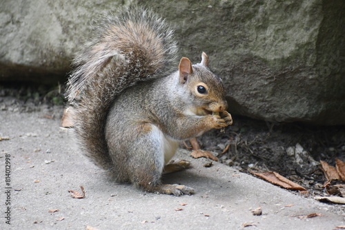 squirrel eating nut