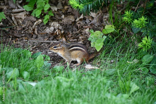 chipmunk