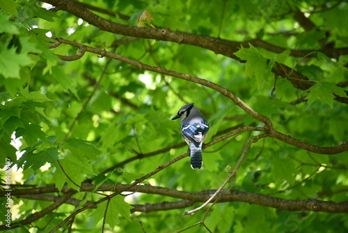 Blue jay