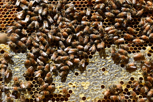 bees on honeycomb
