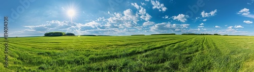 Green field of wheat under blue sky with white clouds.