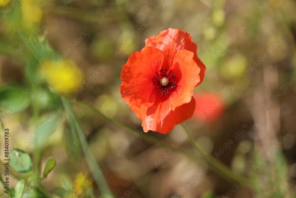 Fototapeta premium Coquelicot