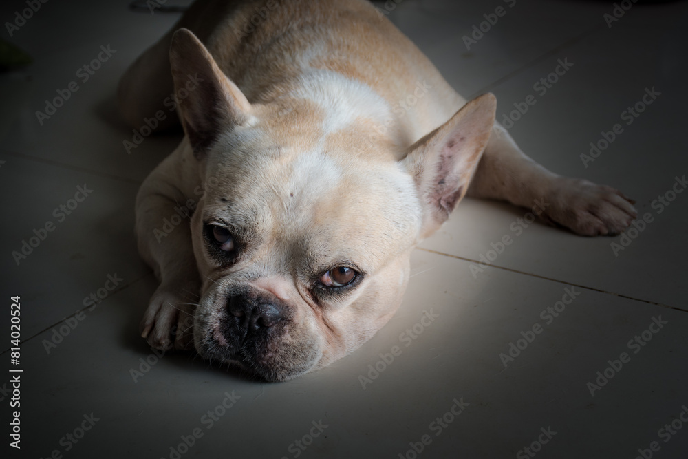 A French bulldog's lying on the textile floor, making eye contact