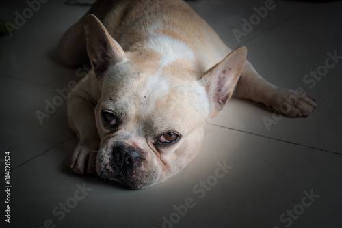 A French bulldog's lying on the textile floor, making eye contact © Arnupaap