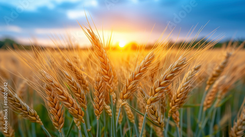 Wheat Field With Sunset