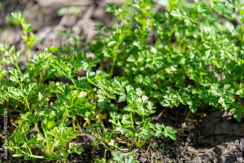 Background of green leaves of parsley plants in early spring.