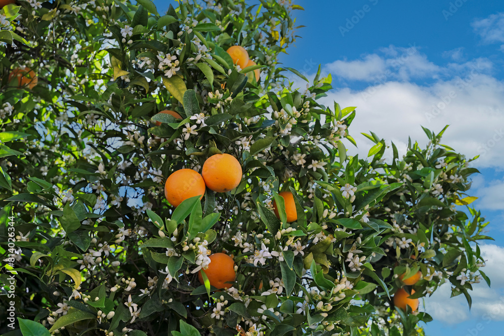 Oranges, and orange blossoms on orange tree under a blue sky with clouds. Oranges, and orange blossoms on orange tree under a blue sky with clouds.