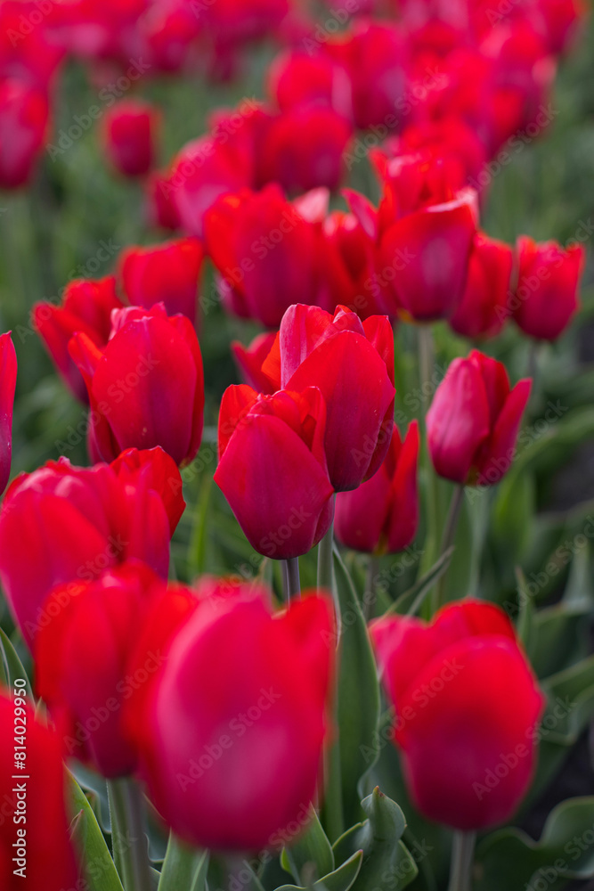 Spring beautiful red tulips field. Field of tulips in Belarus, Brest region. Spring beautiful red tulips field. Field of tulips in Belarus, Brest region.