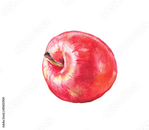 Apple, watercolor illustration of red apples, fruits, watercolor food illustration , hand drawn illustration
