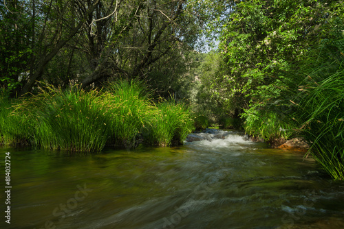 landscape, view, nature, plants, water, stream, mountain, flora,