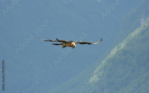 quebrantahuesos en vuelo en el pirineo aragonés photo