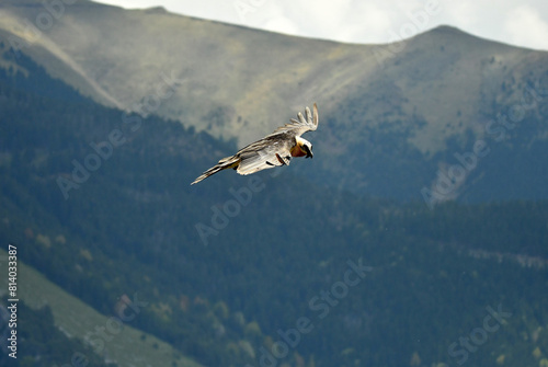 quebrantahuesos en vuelo en el pirineo aragonés
