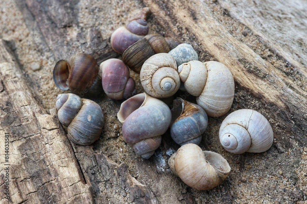 Small spiral shells lying on an old rotten stump.