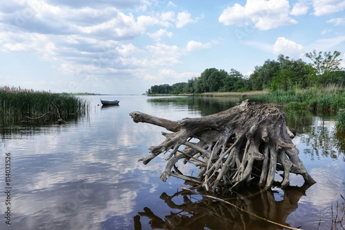 Tree roots partially submerged in the water of the Vistula River. The river bank is visible in the background.