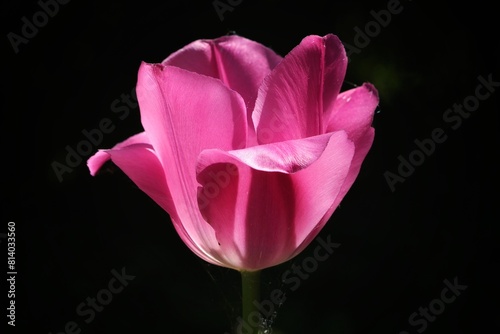pink tulip on a dark background
