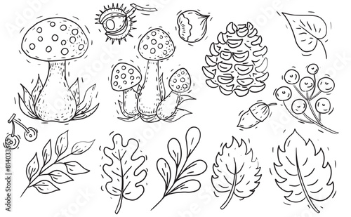 Set autumn mushrooms leaves nuts cones hand drawn graphic set on a white background