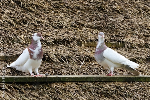 Two pigeons sitting on a thatched roof.