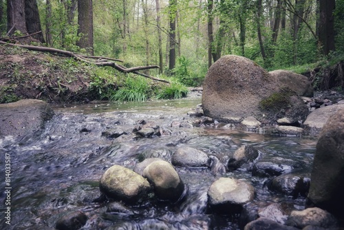 Small river Mała Rosica flowing among stones in the forest.