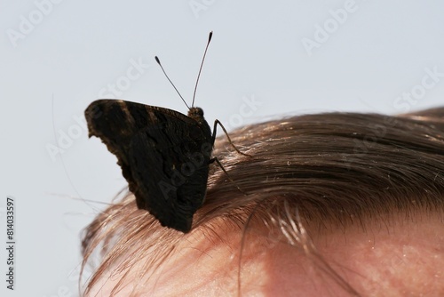 A butterfly with folded wings sitting on its head.