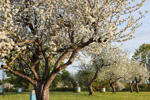 Apple tree blooming in Spring