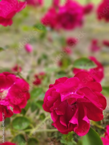 pink rose bush