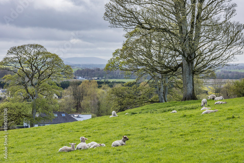 Sheep in Ireland lying down in a pasture with trees on a hill.