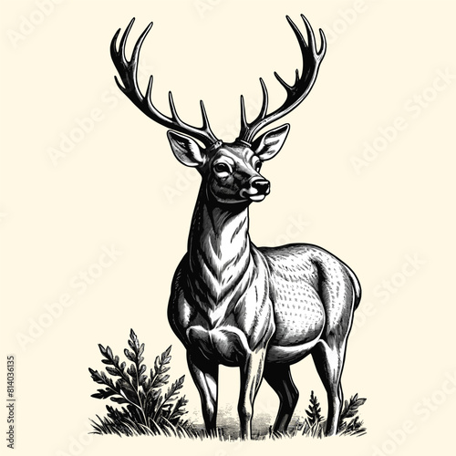 A Reindeer Standing Illustration In Engraved Vintage Style