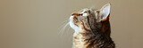 Funny cat looks up, waiting for food. Horizontal banner