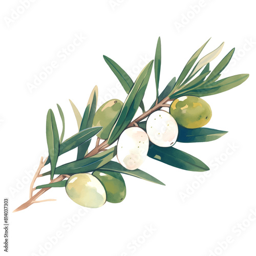 Vector branch of oliva