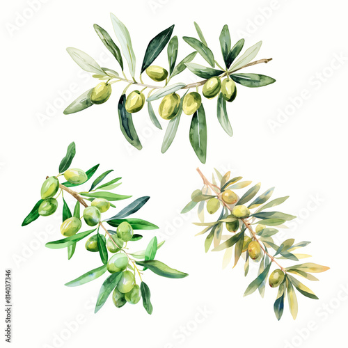 Oliva greenery vector branches