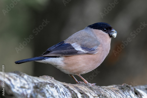 a close up portrait of a female bullfinch, Pyrrhula pyrrhula, as she is perched on a silver birch branch with food in her beak