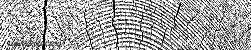 Wood overlay textured. Cross section tree rings cut slice. Black grainy texture on white background. Wide horizontal long banner. Grunge design elements. Vector illustration. EPS 10.	