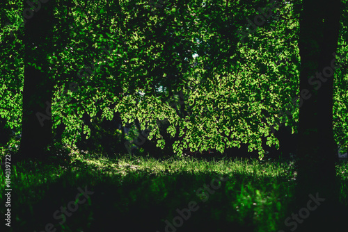 green tree leaves backlit by the sun 