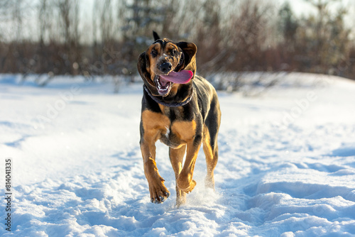 A grown-up Bloodhound puppy runs happily along a snowy path on a sunny winter day