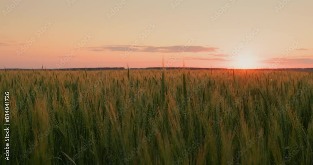 Huge wheat field on an agricultural farm at sunset Huge wheat field on an agricultural farm at sunset