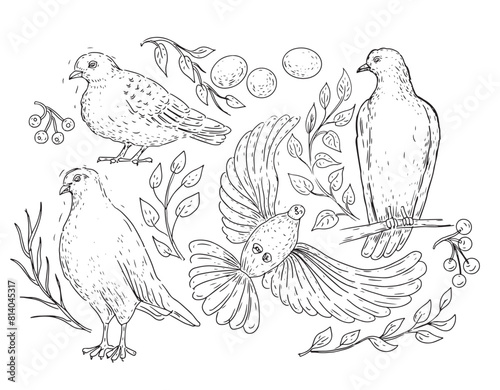 Dove wild city birds twigs leaves bird of peace wings feathers set on white background