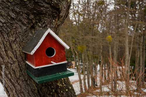 Pequeña casa de madera en el árbol para aves. Casita en el bosque.