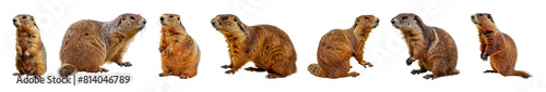 Set of Marmot in various poses isolated transparent PNG background