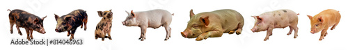 Set of Detailed view of various pig breeds in different poses showcasing diversity in livestock farming isolated transparent PNG background photo
