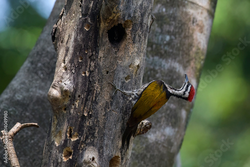 Black-rumped Flameback woodpecker making a hole on a tree photo
