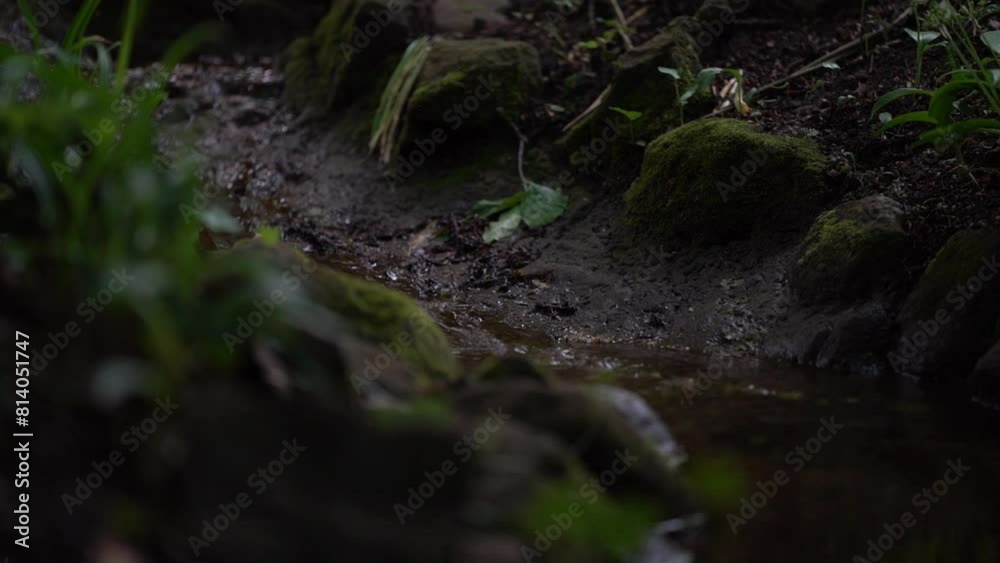 water falling into pond in the forest, little waterfall in the nature water falling into pond in the forest, little waterfall in the nature