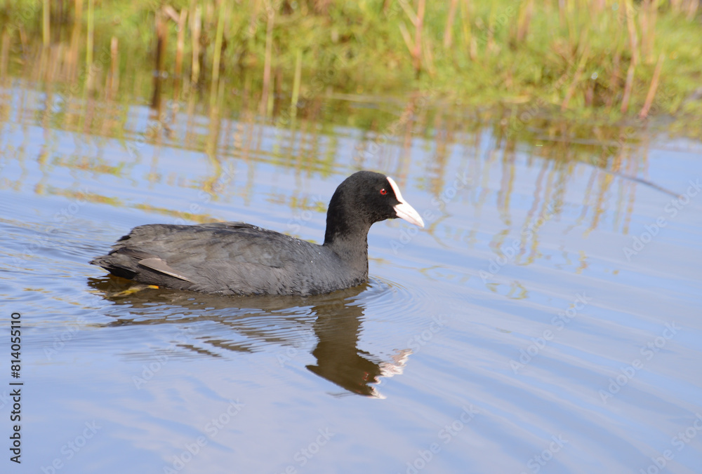 Coot bird, Fulica atra Coot bird, Fulica atra