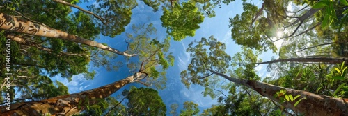 A panoramic view of the canopy from below, showcasing tall trees with lush green leaves that form an endless expanse under blue sky Generative AI photo