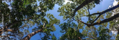 panoramic view of lush green forest canopy with tall trees and blue sky, looking up from the ground Generative AI photo